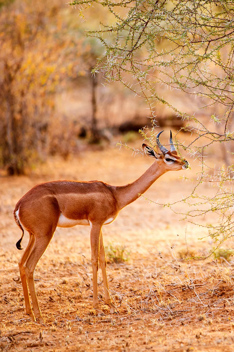 Gerenuk, one of the Samburu Special Five, during a safari in Kenya