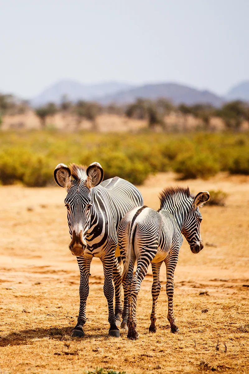 Grevy's zebras, one of the Samburu Special Five, during a safari in Kenya