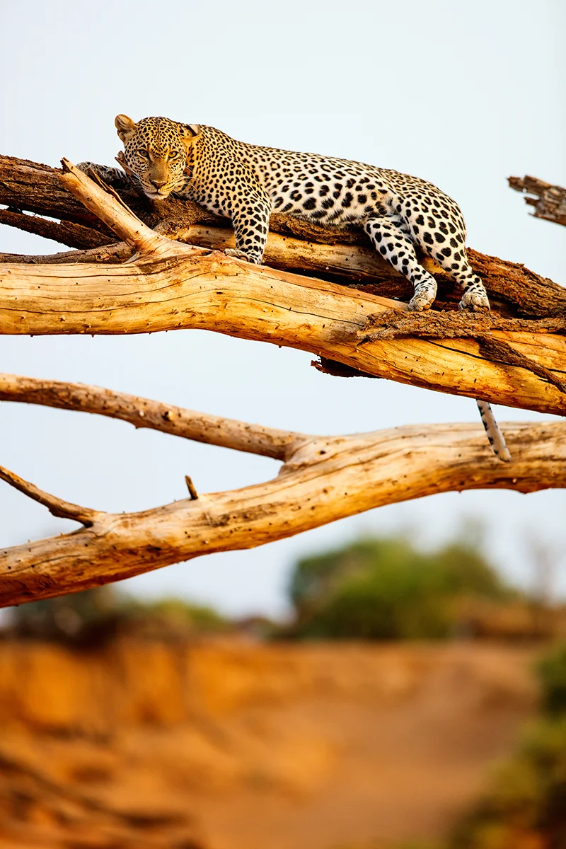 Leopard resting on a tree branch during a safari in Samburu National Reserve, Kenya