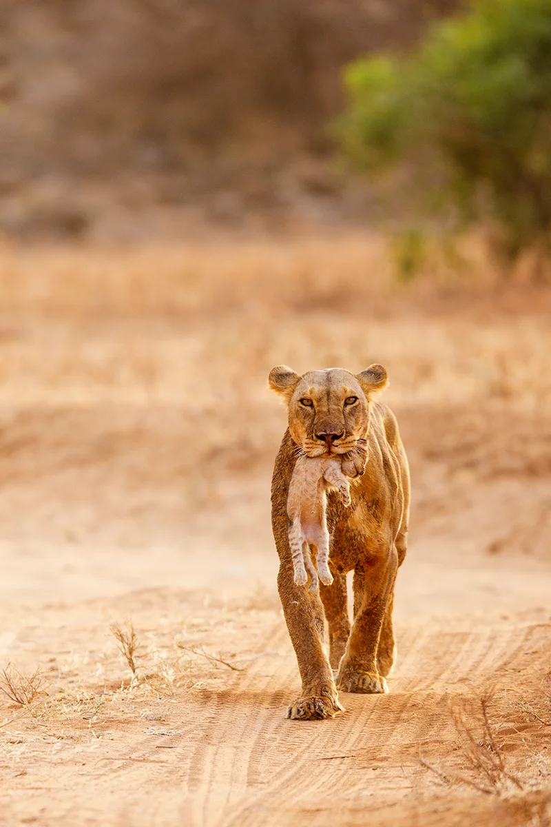 Lioness carrying her tiny cub in her mouth during a safari drive in Samburu National Reserve, Kenya