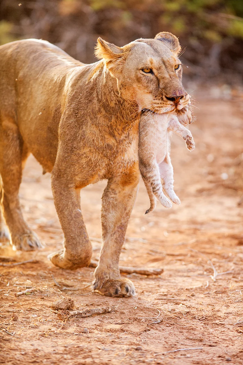 Lioness carrying her tiny cub in her mouth during a safari drive in Samburu National Reserve, Kenya