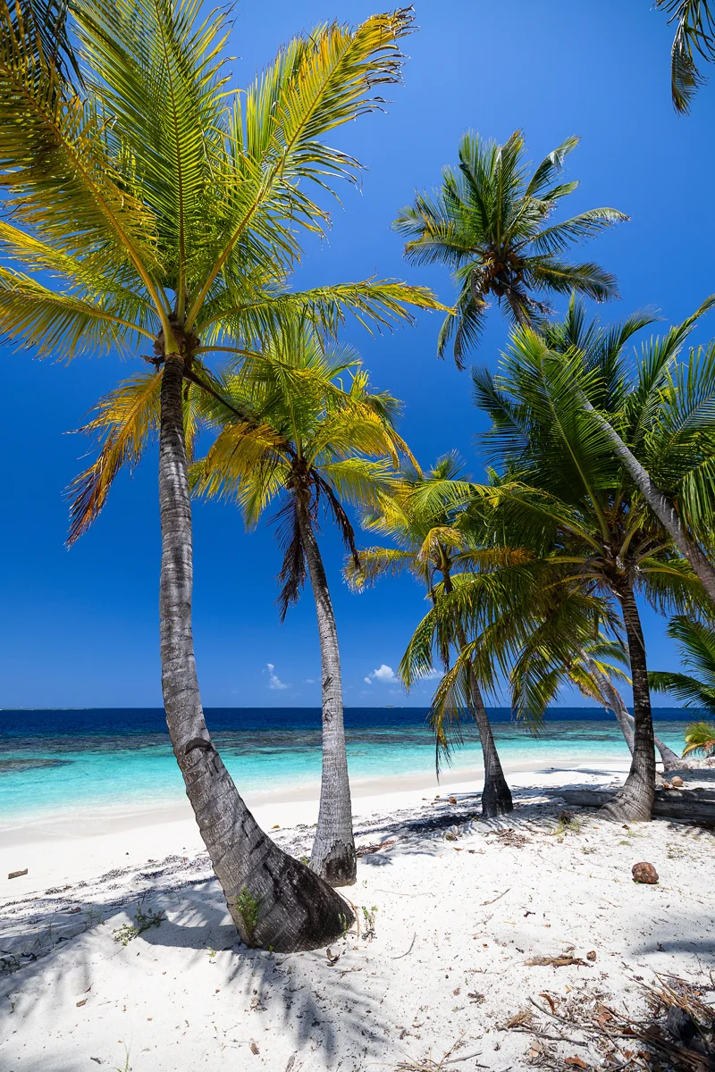 Tropical beach with palm trees at the San Blas Islands