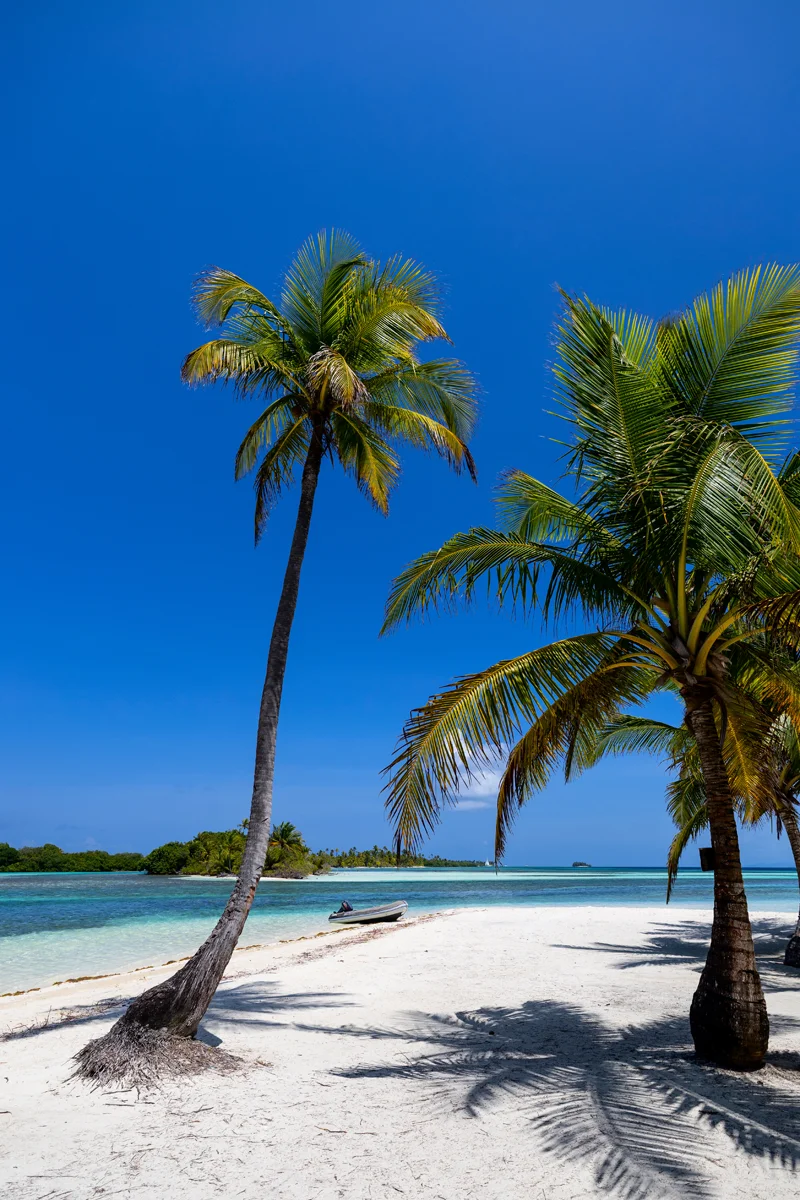 Tropical beach with palm trees