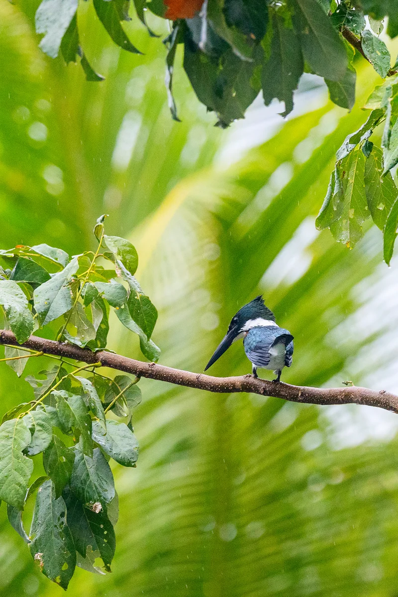Amazon Kingfisher