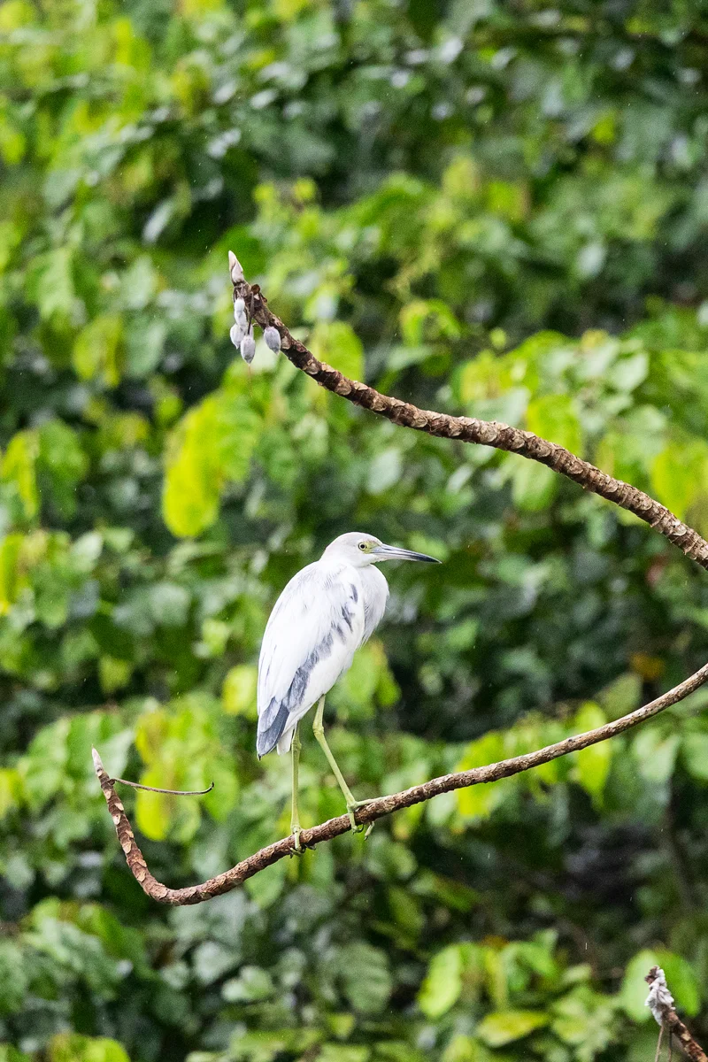 Juvenile Little Blue Heron