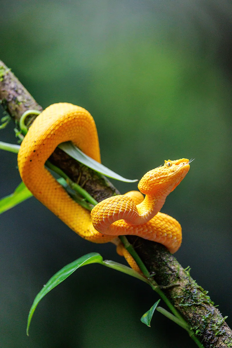 Venomous Eyelash pit viper