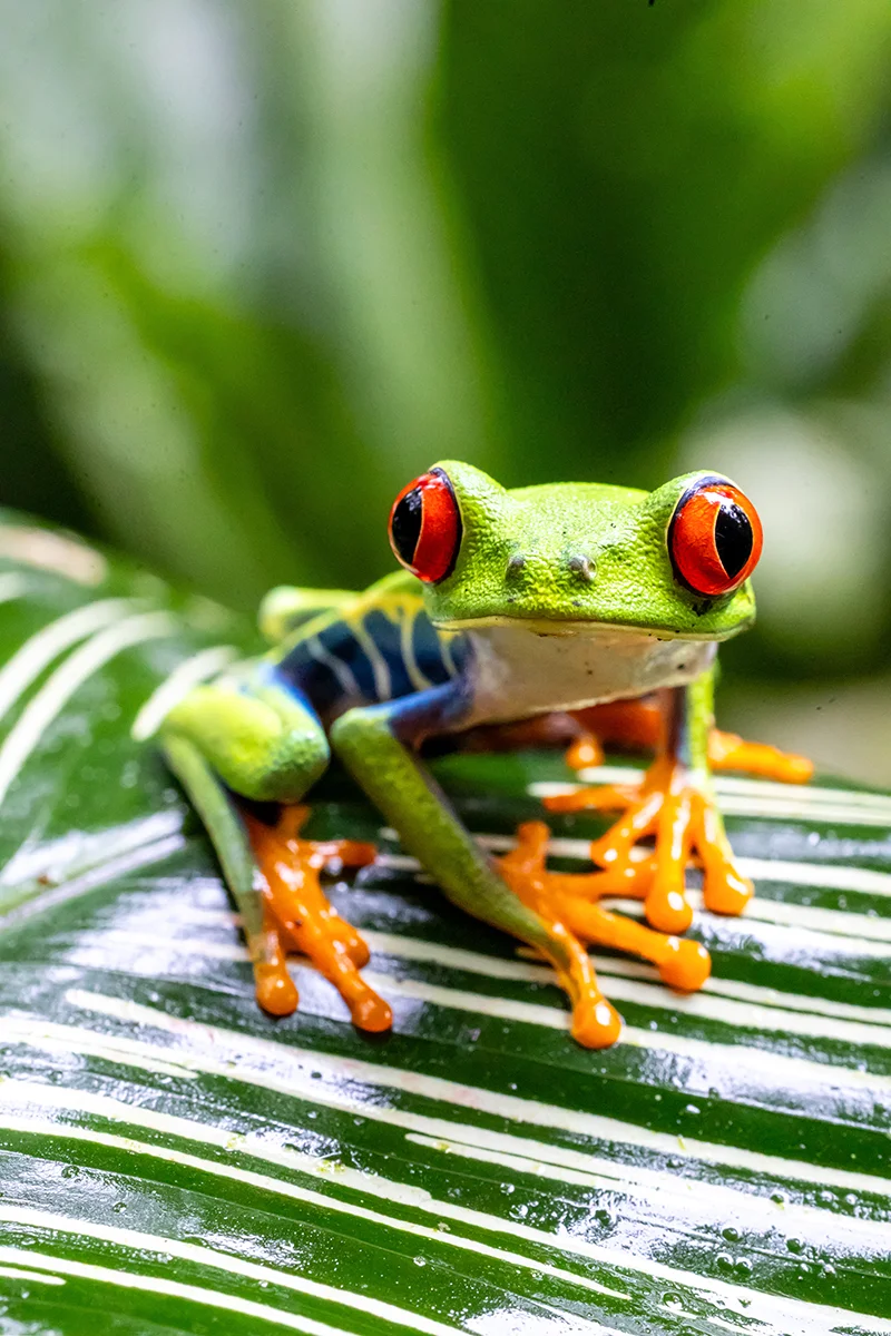 Red-eyed tree frog symbol of Costa Rica