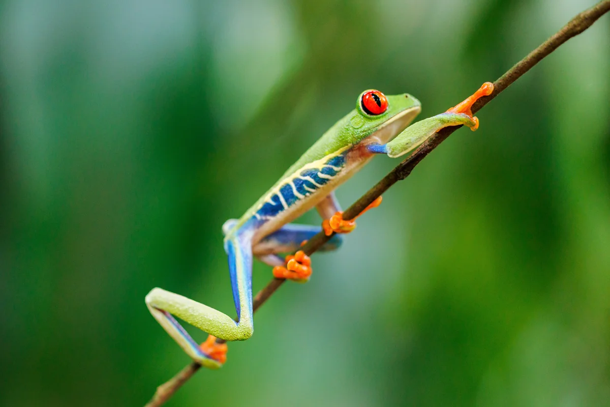 Red-eyed tree frog symbol of Costa Rica