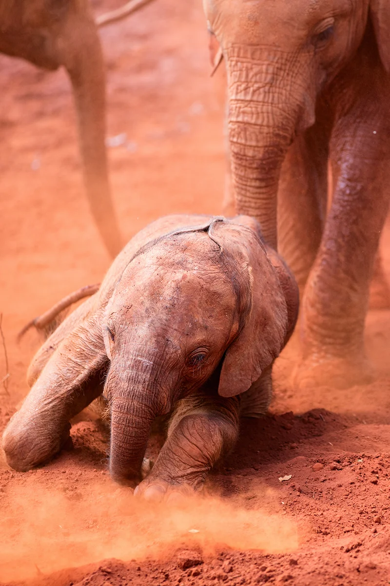 Several small elephant calves at Sheldrick Elephant Orphanage in Kenya playing in mud