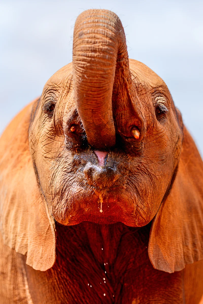 Small elephant calf at Sheldrick Elephant Orphanage in Nairobi Kenya