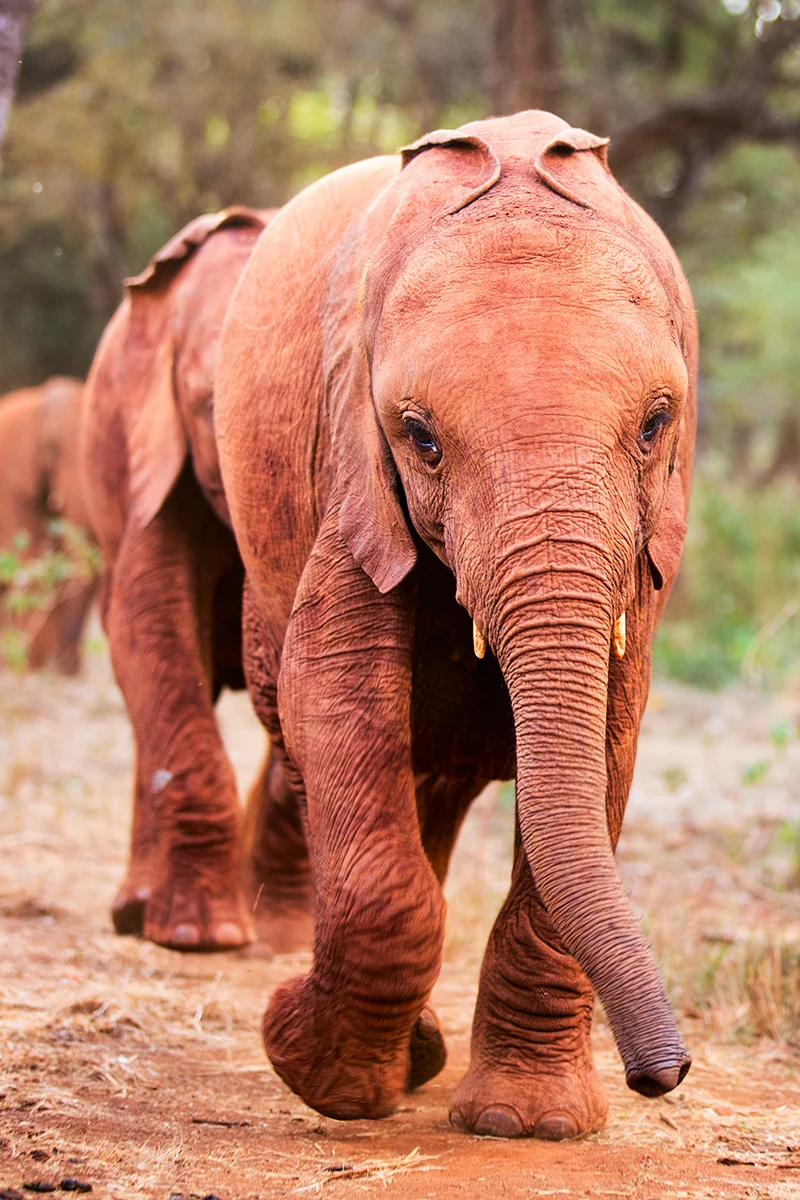Small elephant calfs at Sheldrick Elephant Orphanage in Nairobi Kenya