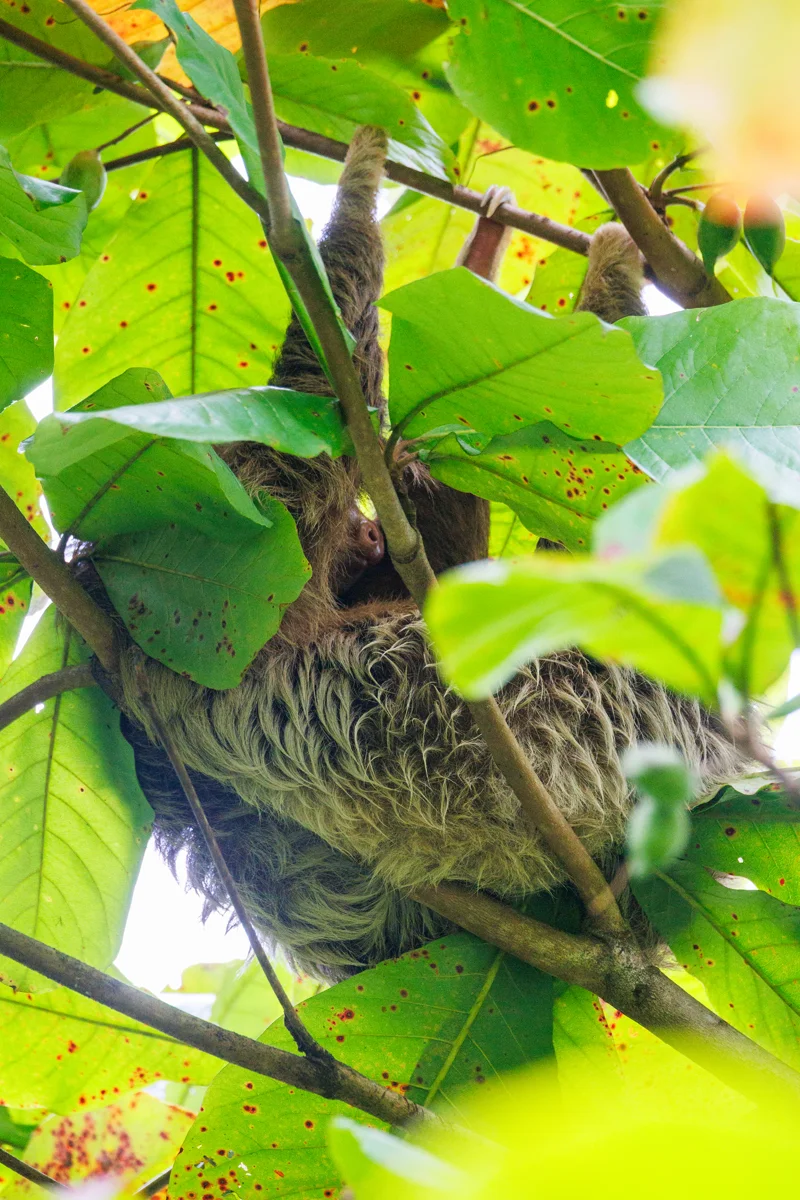 Two-toed sloth in La Fortuna Costa Rica