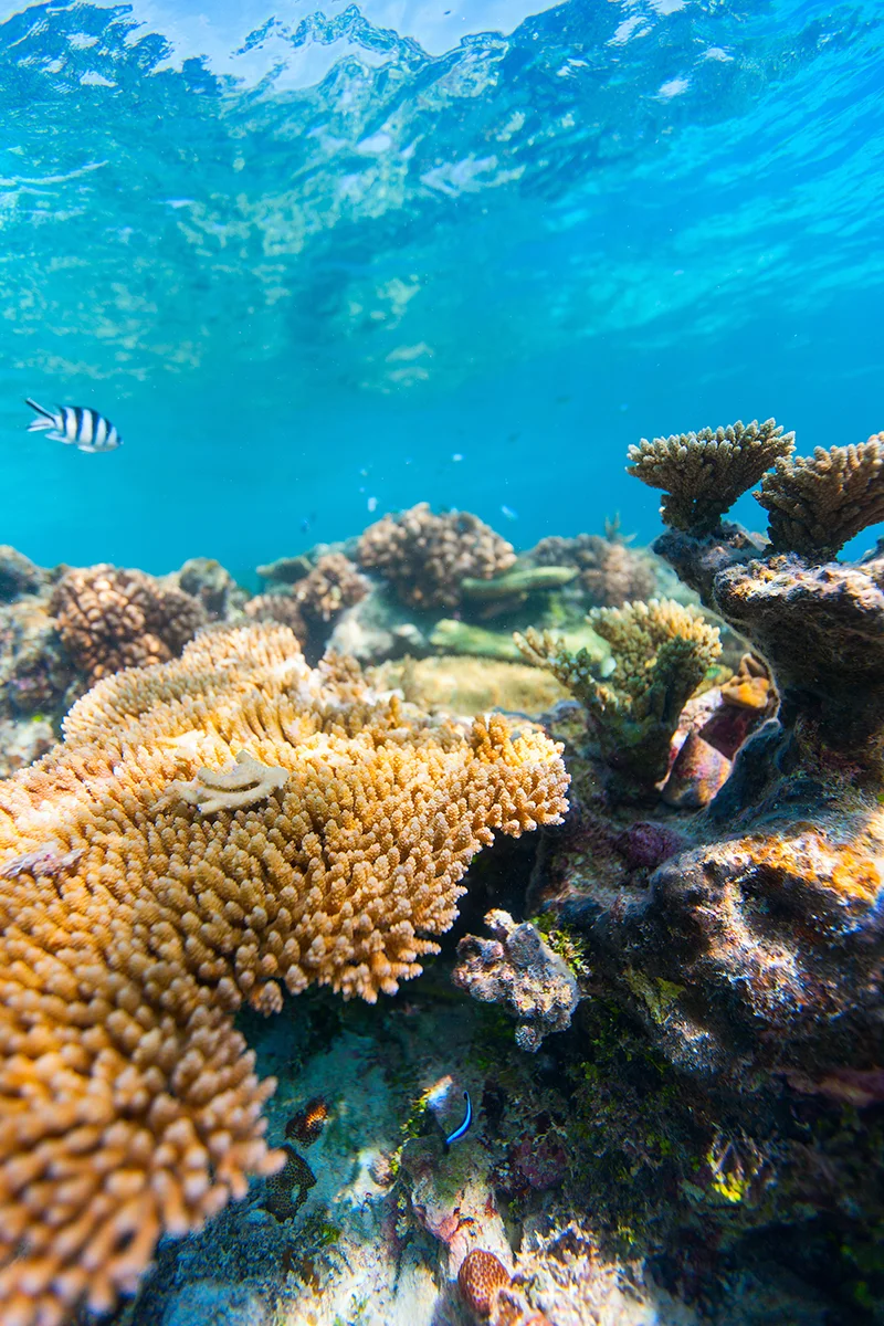 Healthy coral reefs in Tikehau