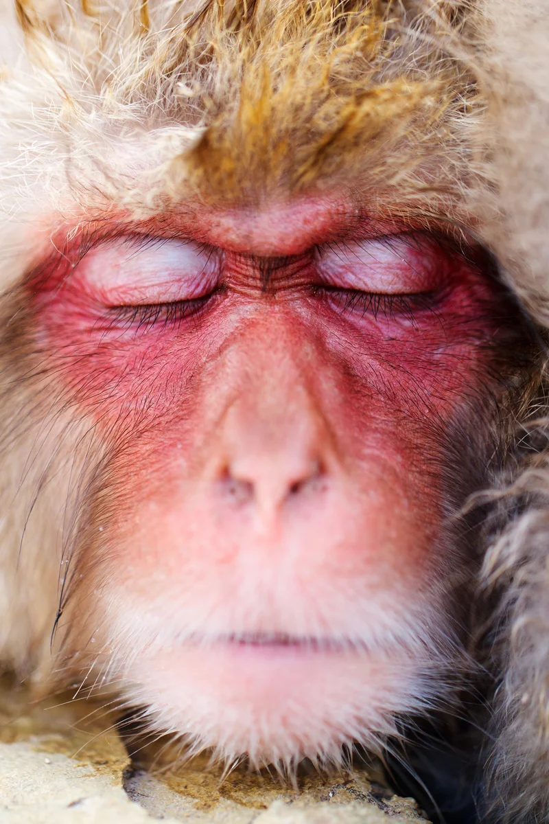 Close-up of a sleeping young Japanese macaque