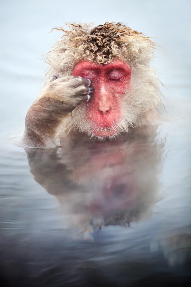 Japanese macaque in hot spring of Jigokudani Snow Monkey Park