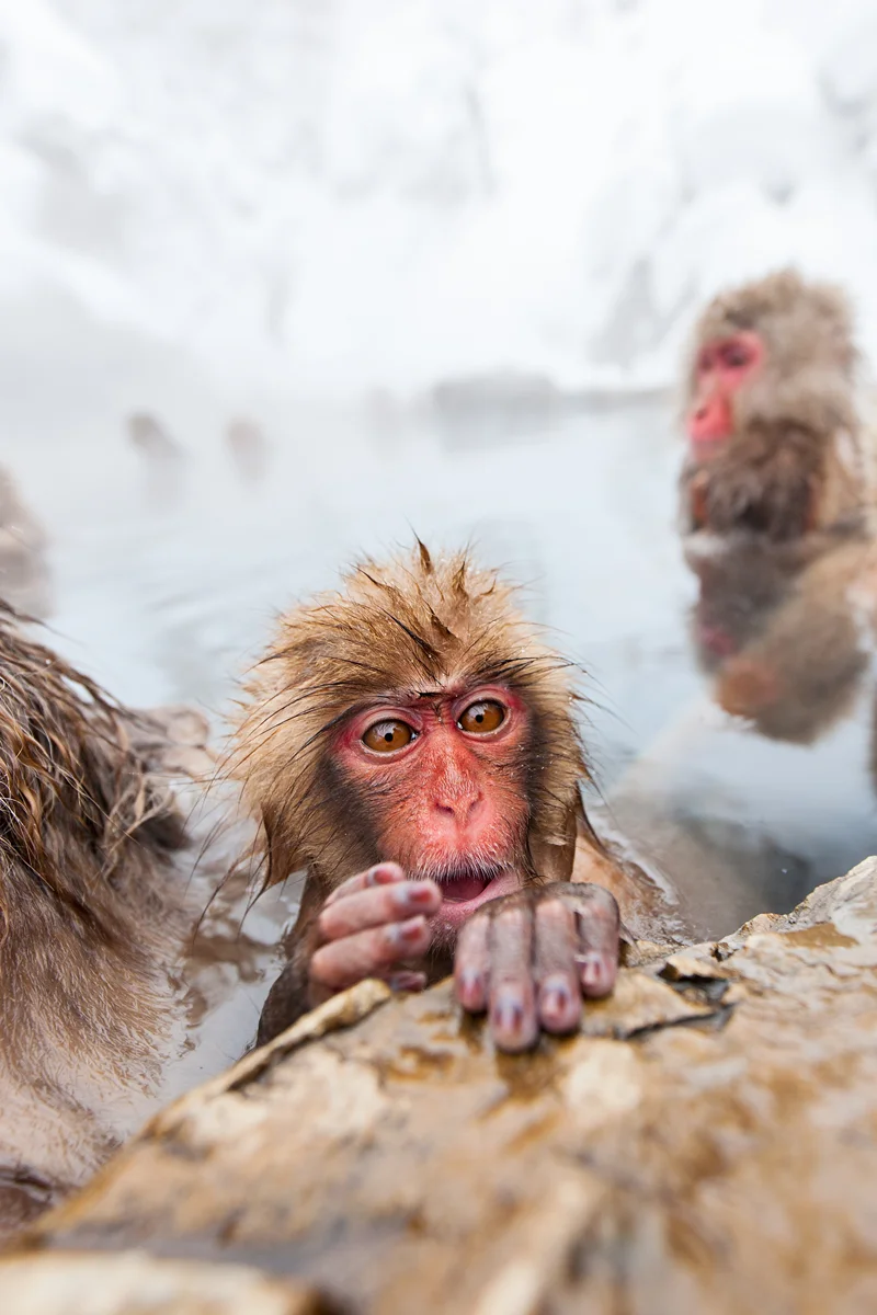 Baby Japanese macaque in hot spring of Jigokudani Snow Monkey Park, snowy background