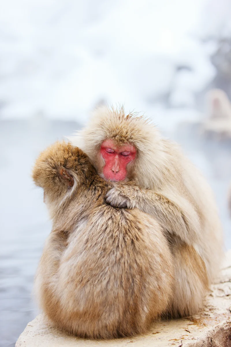 Two Japanese macaques at Jigokudani Snow Monkey Park