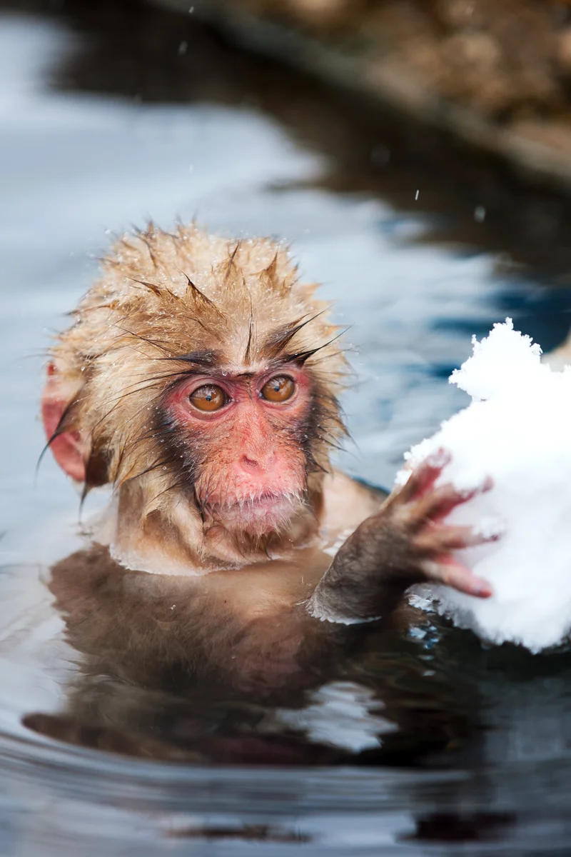 Baby monkey holding snow in water