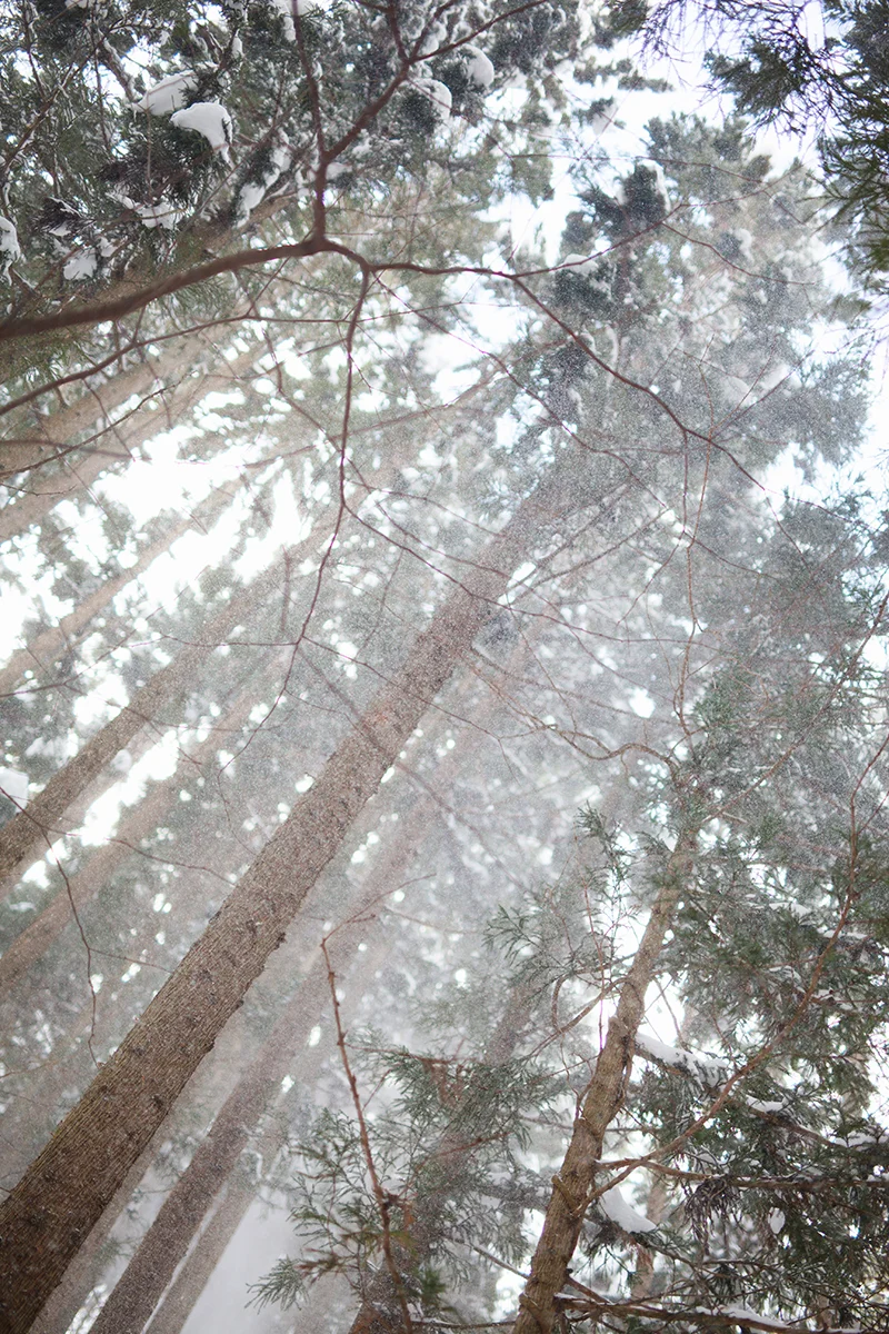 Pines covered with snow