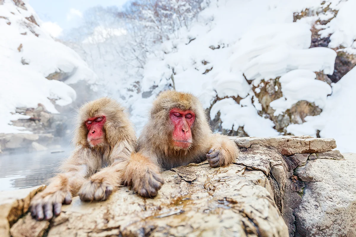 Two Japanese macaques relaxing in hot springs of Jigokudani Snow Monkey Park