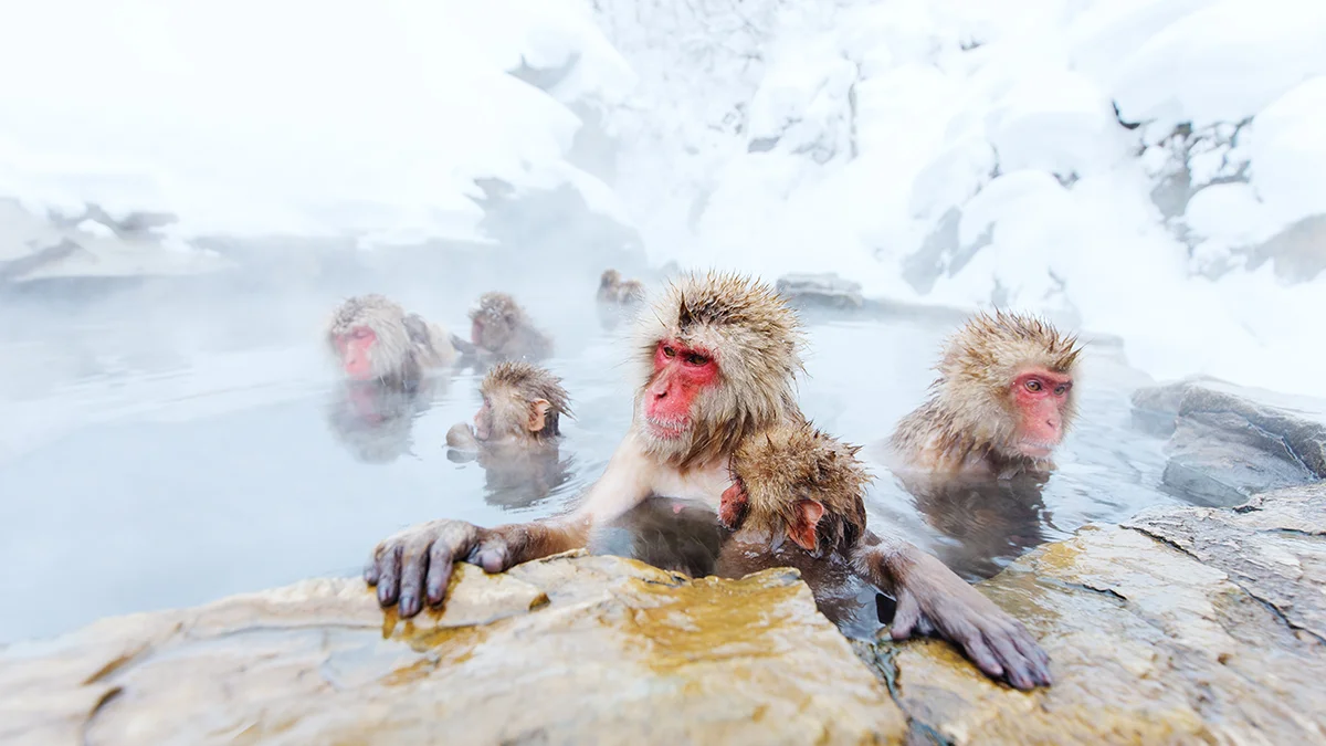 Jigokudani Snow Monkey Park: A Complete Winter Guide