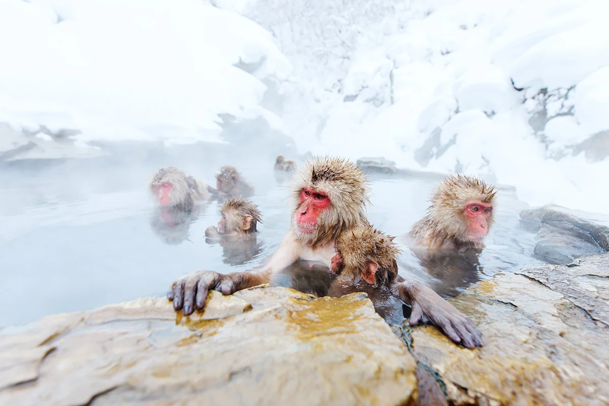 Japanese macaques soak in hot spring pool of Jigokudani Snow Monkey Park