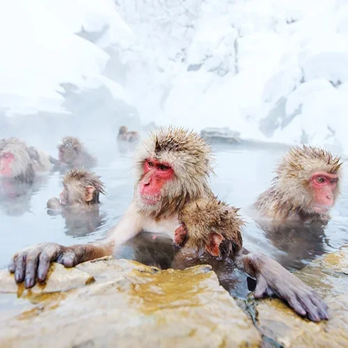Japanese macaques soak in hot spring pool of Jigokudani Snow Monkey Park