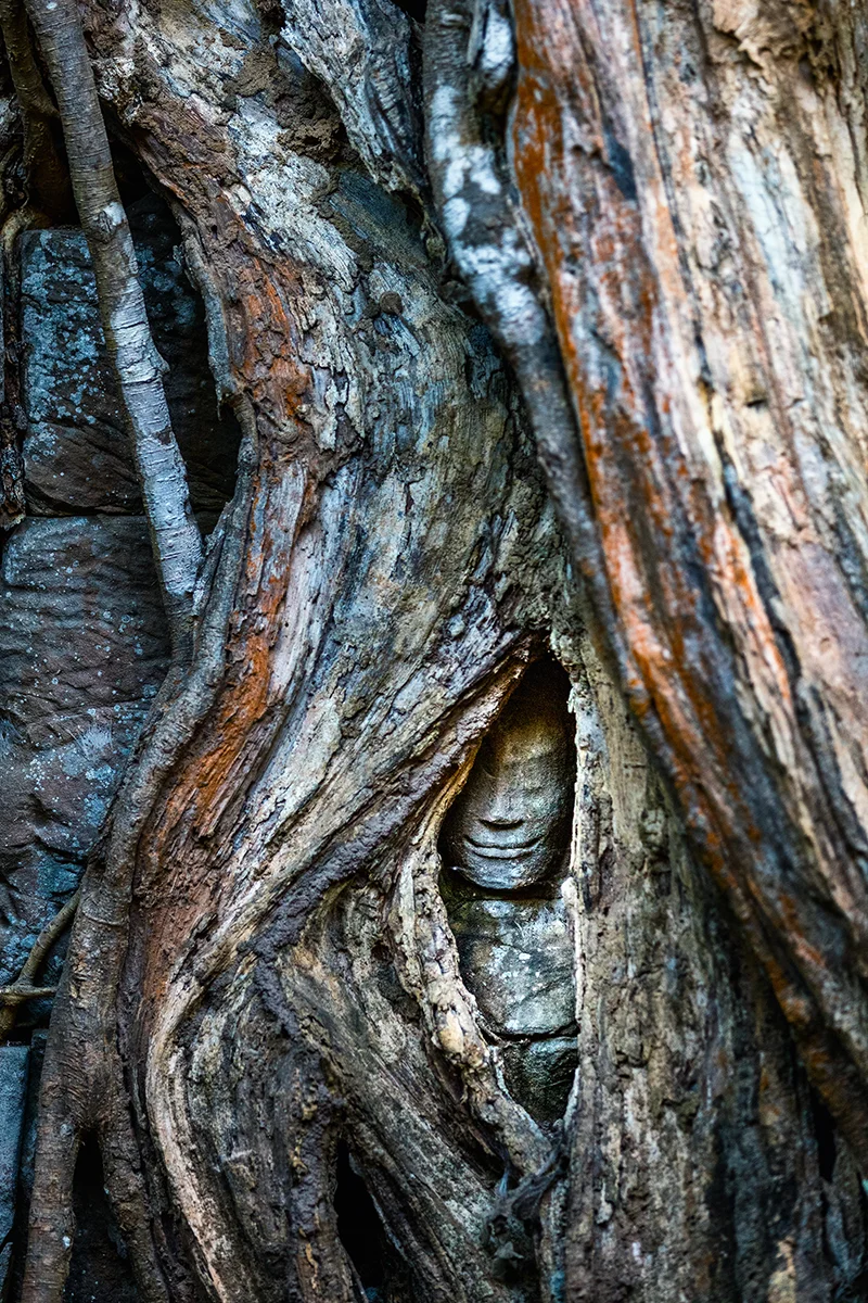 Stone face partially hidden among tree roots at Ta Prohm temple in Angkor