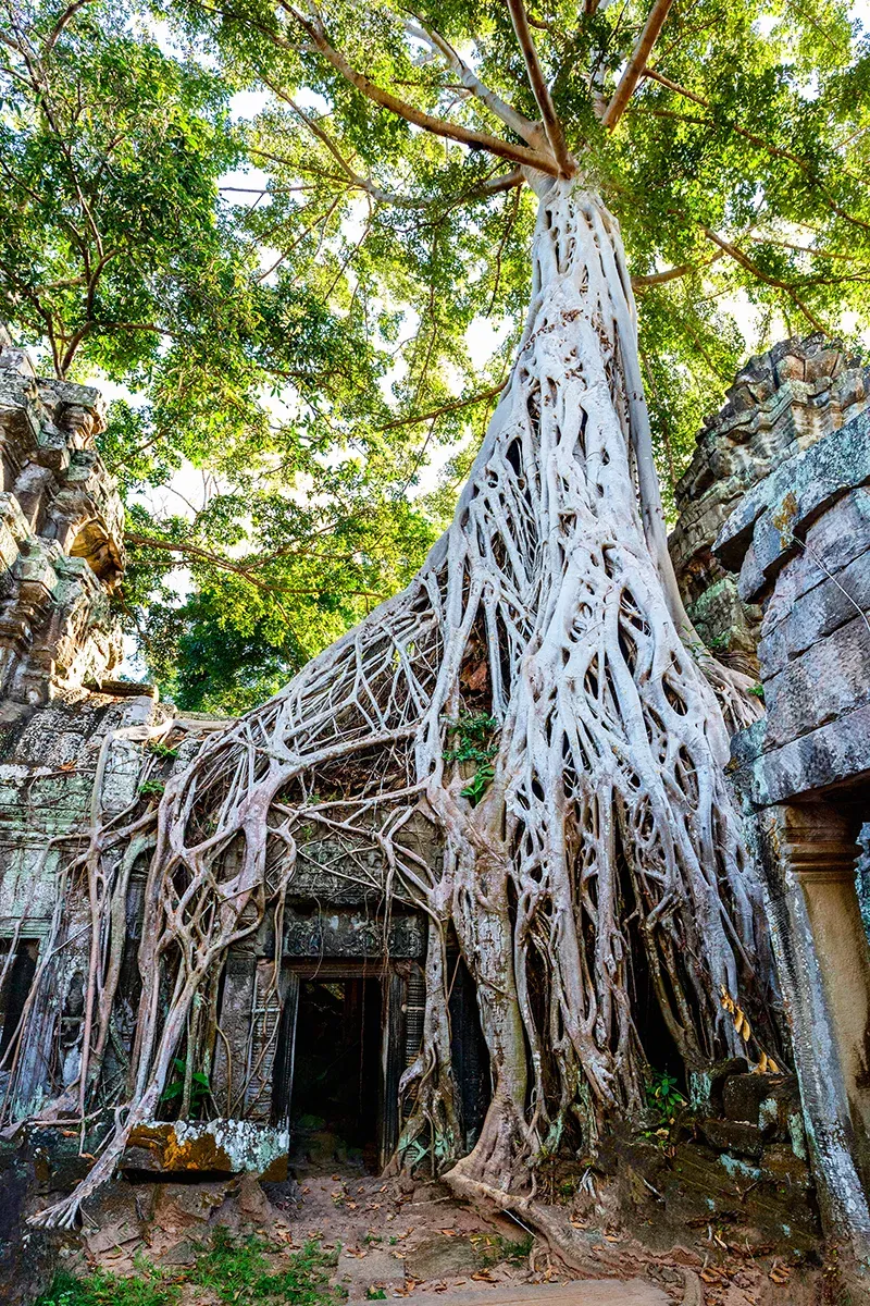 Iconic trees creeping over ancient walls in Ta Prohm temple in Angkor