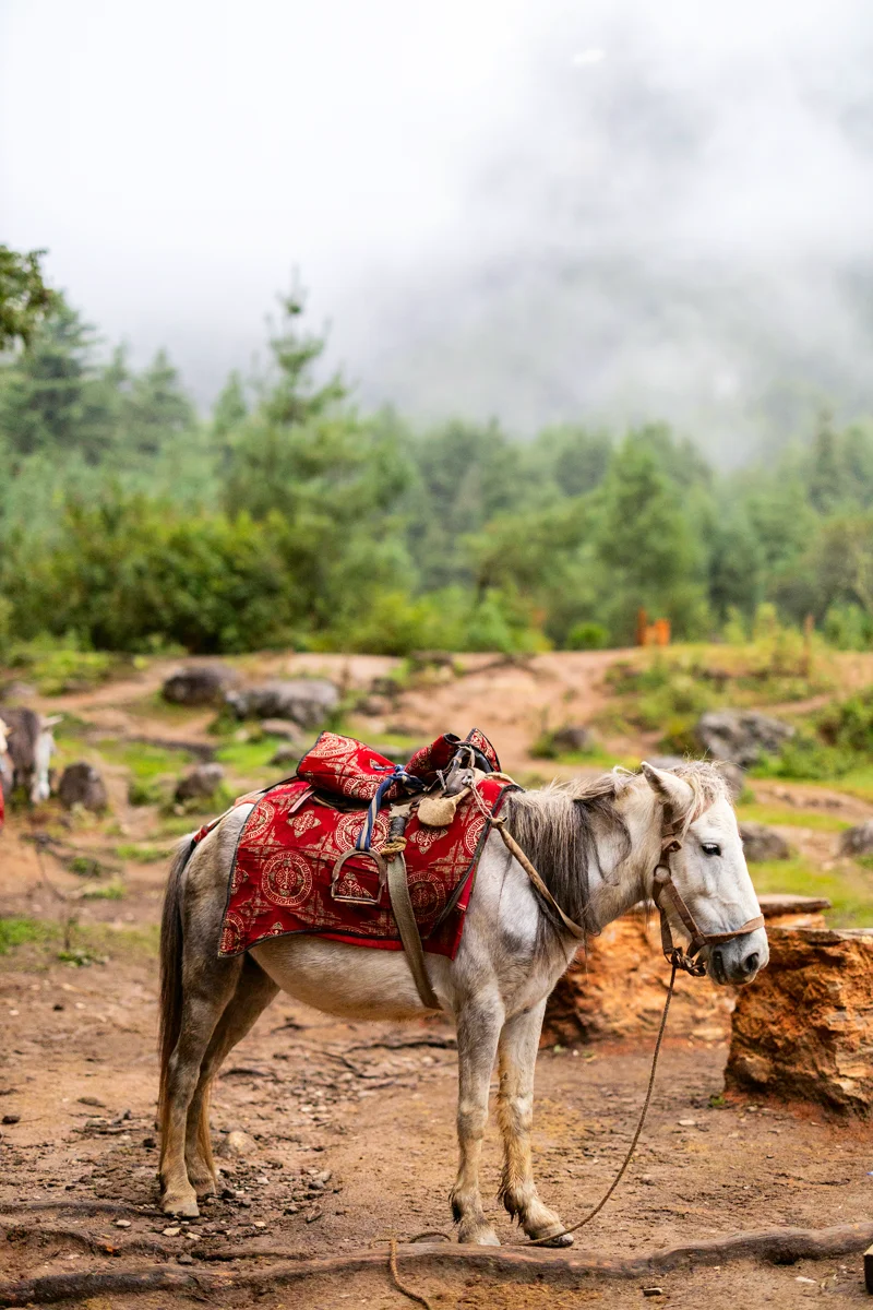 Horse with saddle at Tiger's Nest trail base
