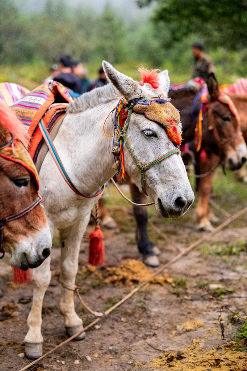 Horses at Tiger's Nest trailhead