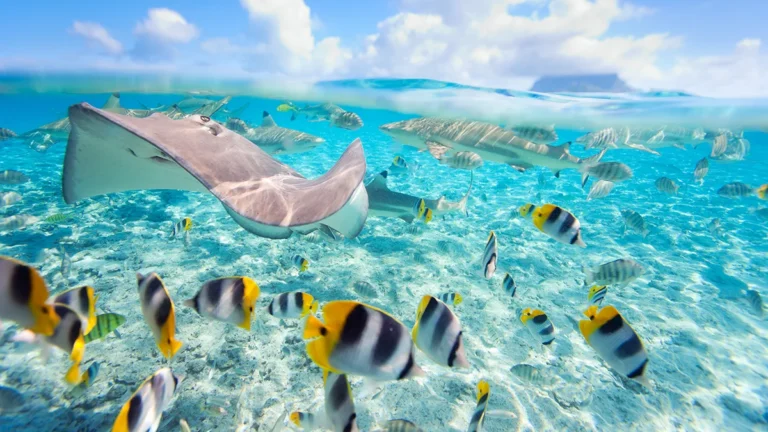 Underwater Photography Tips and Tricks